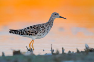 Ruff (Philomachus pugnax), adult standing in the water at sunset Ruff (Philomachus pugnax), adult standing in the water at sunset
